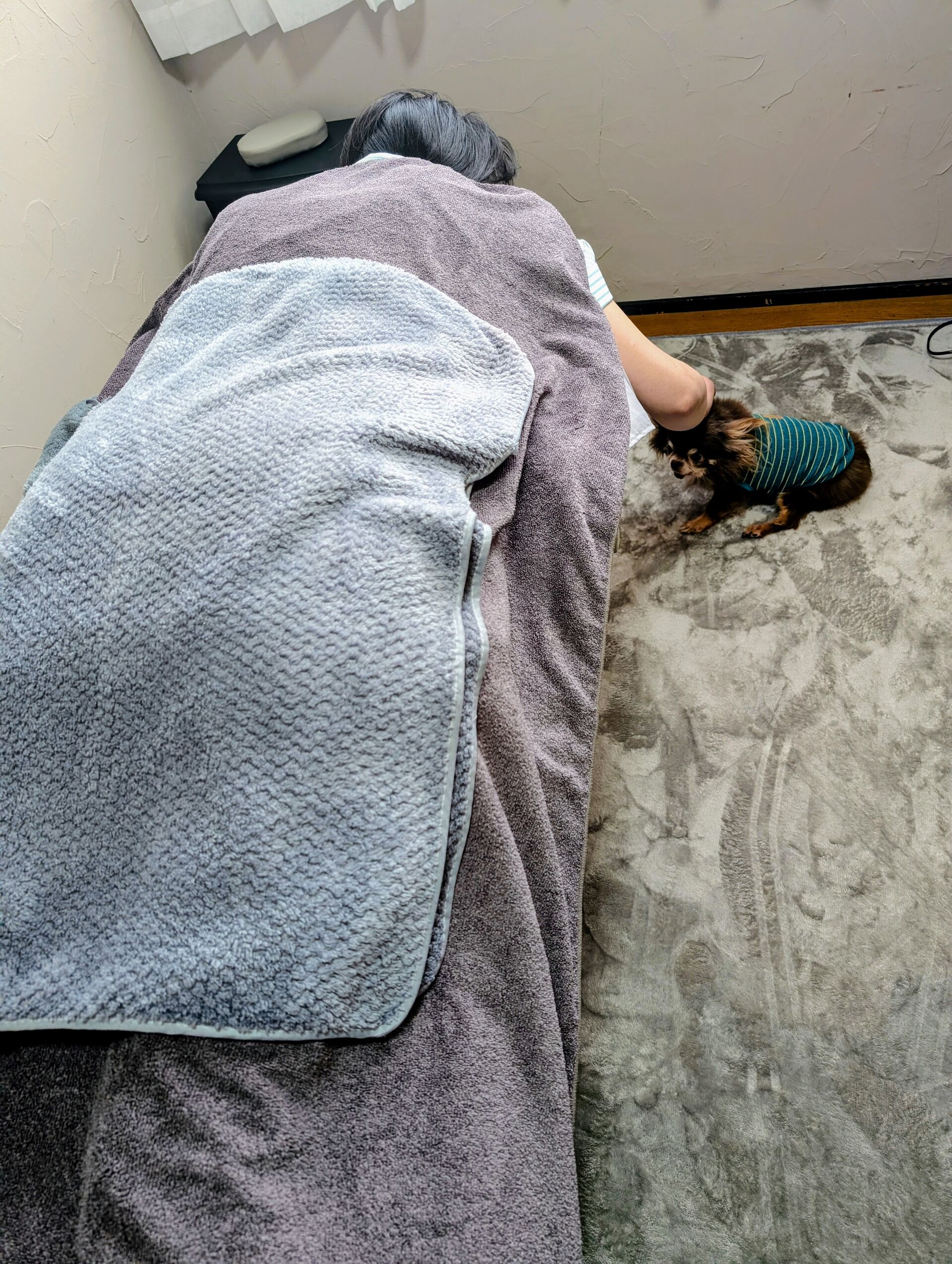 [横須賀]おねだり犬